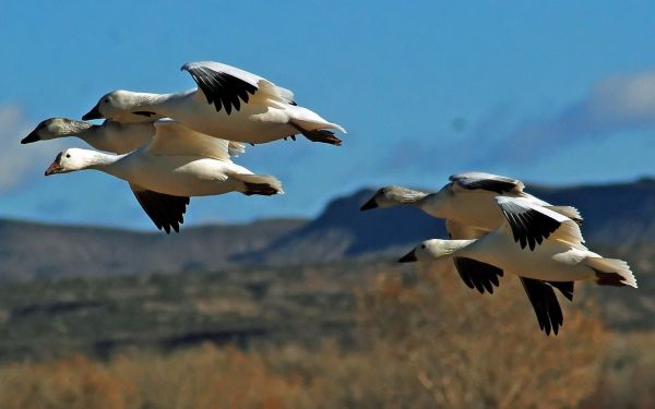 aves,Animales,fauna silvestre,pico,Vuelo,pájaro