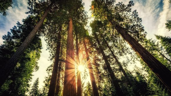 luz de sol,paisaje,bosque,naturaleza,parque,selva