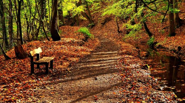 luz de sol,bosque,naturaleza,desierto,árbol,otoño