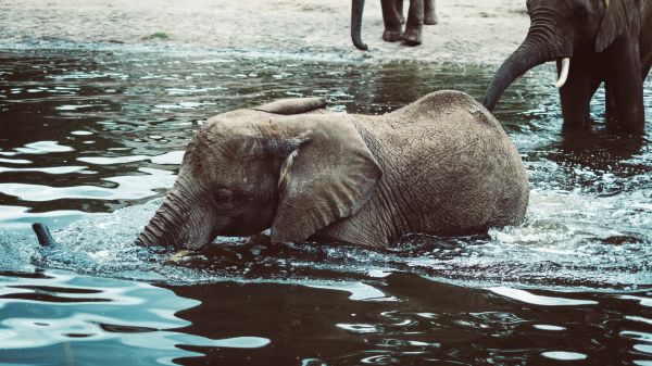 wildlife,Zoo,elephant,Safari,water,baby