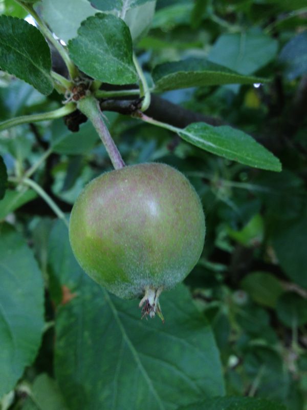 flower,plant,food,branch,fruit,berry