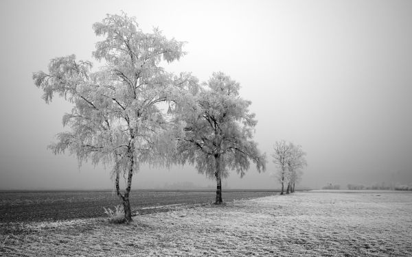 Sonnenlicht, Bäume, Landschaft, Weiß, einfarbig, Schnee