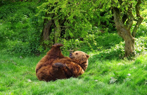 trawa,dzikiej przyrody,ogród zoologiczny,Niedźwiedź grizzly,brązowy niedźwiedź,kłamstwo