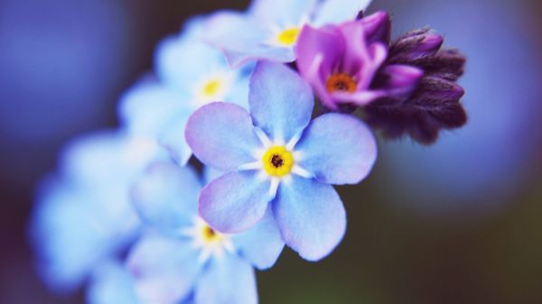 blomster,fotografering,lilla,makro,blå,blomstre