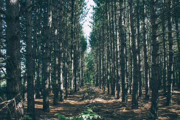 luz de sol,Árboles,bosque,naturaleza,rama,picea