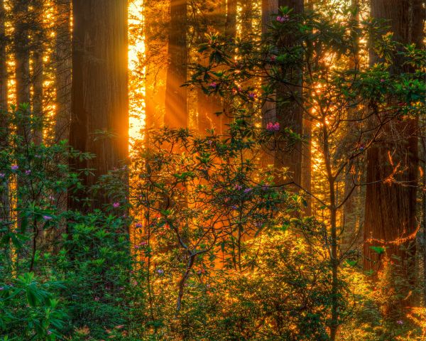 Sonnenlicht,Bäume,Wald,Betrachtung,Ast,Licht