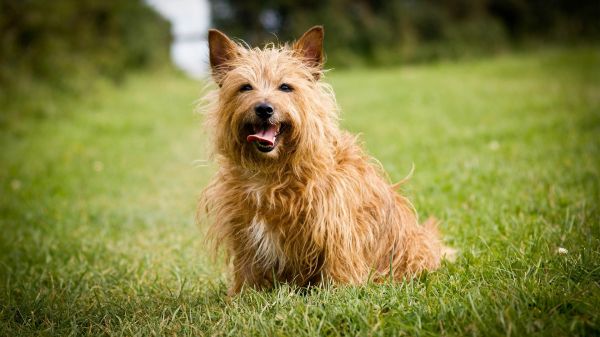 สัตว์,หญ้า,หมา,West Highland White Terrier,สัตว์เลี้ยงลูกด้วยนม,สนามหญ้า