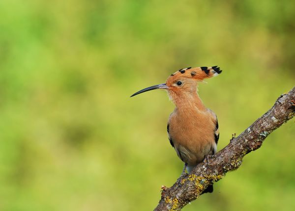 cabang,duduk,burung-burung