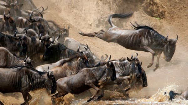 動物,野生動物,サファリ,群れ,冒険,動物相