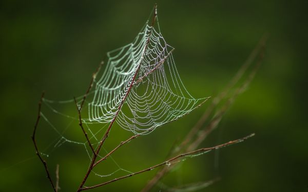 natureza, teia de aranha, aranha, Plantas, ramo, verde