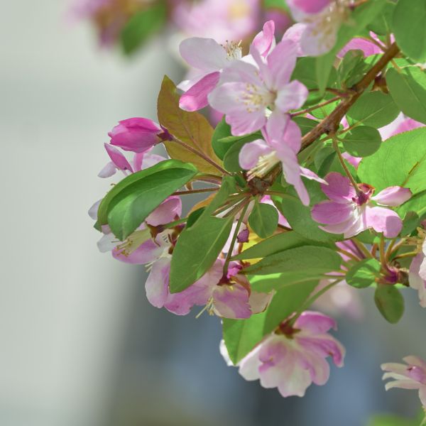 bloemen,de lente