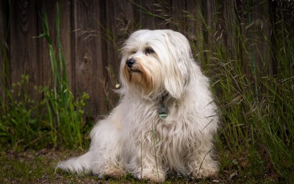 สัตว์,หมา,West Highland White Terrier,สัตว์เลี้ยงลูกด้วยนม,สัตว์มีกระดูกสันหลัง,สุนัขชอบเลี้ยงลูกด้วยนม