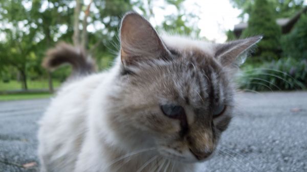 gato, bigotes, Gato salvaje, fauna, mamífero, vertebrado