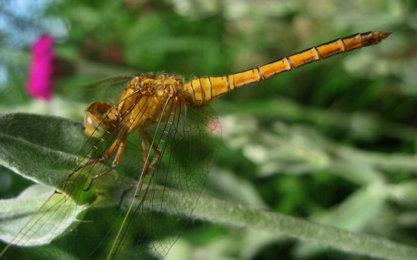 serangga,capung,damselfly,fauna,keemasan,daun