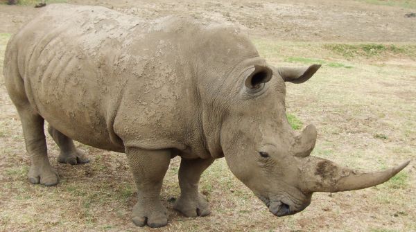 grass, wildlife, rhino, Safari, dirt, Zoo