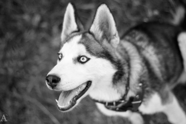 animaux, chien, Monochrome, Husky sibérien, Malamute d'Alaska, mammifère