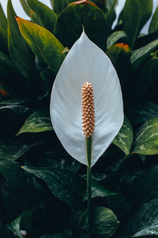 calla,white,flower