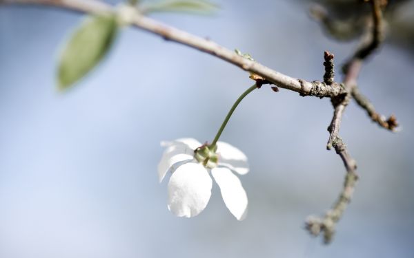 beyaz,Fotoğraf,Şube,doğa,kış,yeşil