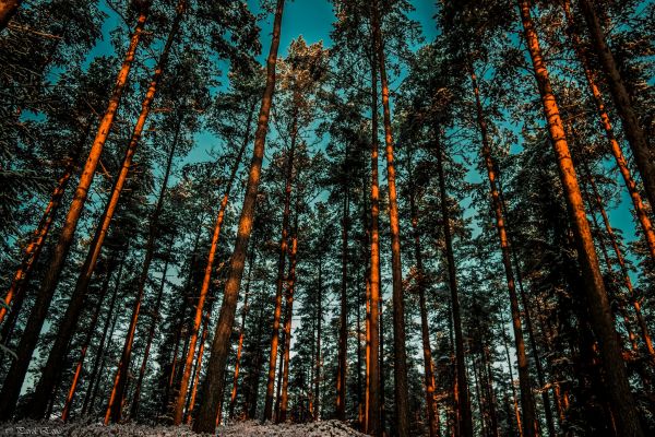 sunlight,trees,forest,nature,shadow,branch