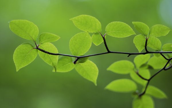 blade, natur, grøn, sollys, afdeling, træ