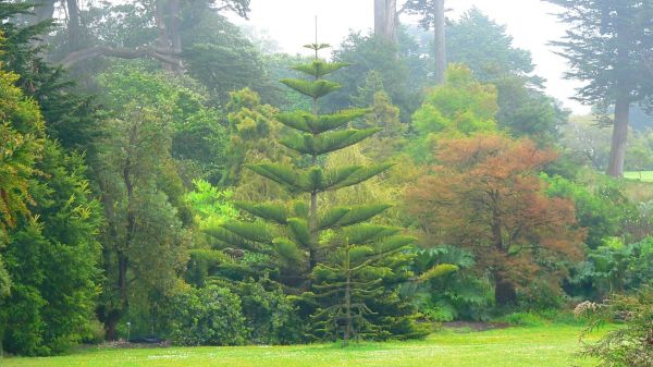 alberi,paesaggio,foresta,erba,giardino,ramo