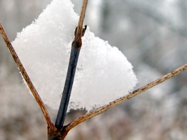 sne,vinter,afdeling,is,frost,græs