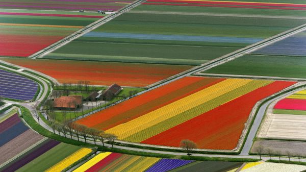 Stadion,Struktur,Arena,Blumen,Feld,Fahrbahn