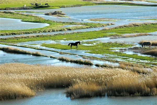 paysage,mer,Lac,eau,la nature,rive