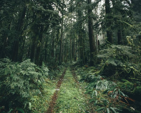 luz de sol,bosque,verde,picea,desierto,Plantas