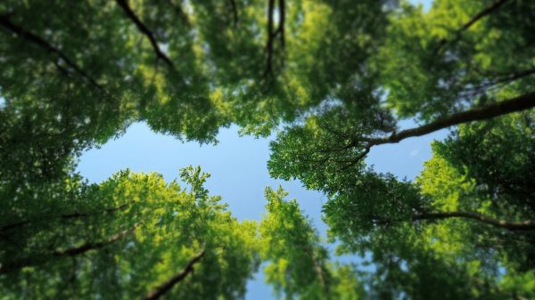 luz de sol,Árboles,bosque,naturaleza,césped,cielo