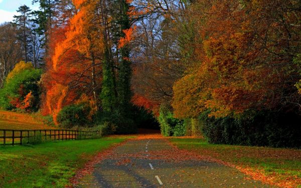 natura,foresta,autunno,strada,albero,autunno