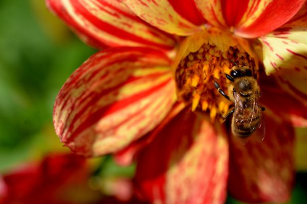 naturaleza,fotografía,insecto,polen,flor,rojo