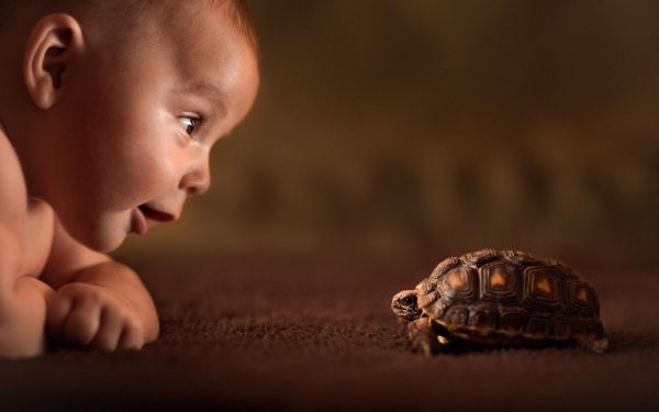 Zwierząt,dziecko,Żółwie,gad,fotografia,dziecko