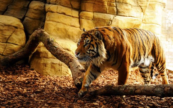 tiger,dyreliv,store katte,Zoo,fauna,dyr