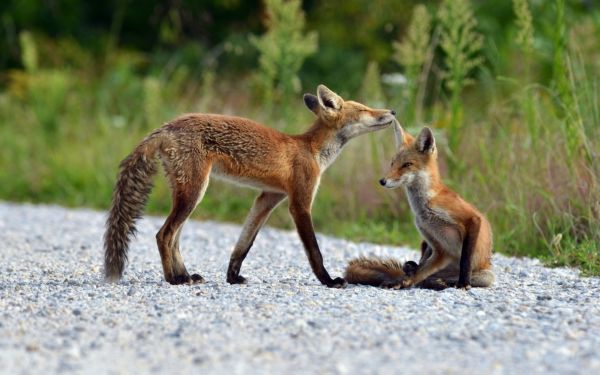 grass,wildlife,couple,fox,Grey Fox,lie