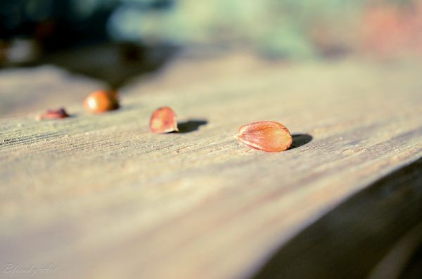 natuur,zonlicht,water,zand,rood,reflectie