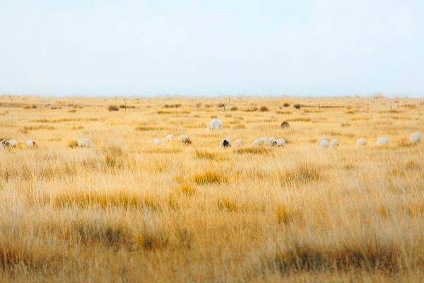 sky,plant,Natural landscape,grass,grassland,landscape