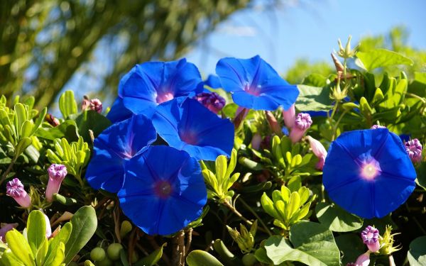 blomster,natur,planter,blomst,anlegg,stemorsblomst