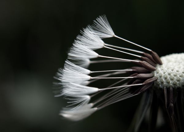 bílý,Černá,černobílý,Příroda,fotografování,větev