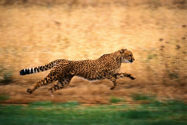 zvěř, Volně žijících živočichů, leopard, Jaguár, Gepard, gepardi