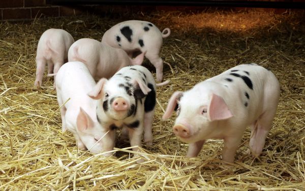 pigs,hay,small,babies