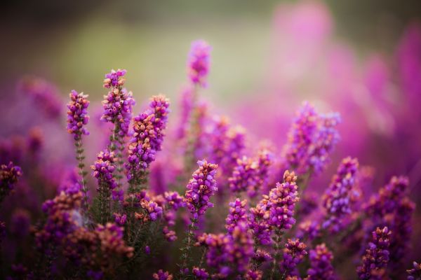 natur,lila,blomma,blomma,växt,flora