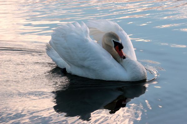 eau,réflexion,cygne,le bec,oiseau,nager