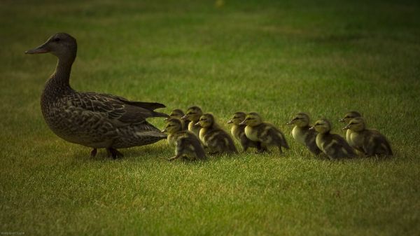 animals, grass, wildlife, duck, goose, beak