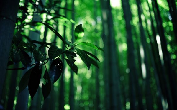 forest,water,nature,grass,branch,sunlight