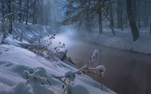 sne, vinter, is, Skov, natur, frost