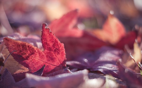 alam,Daun-daun,merah,fotografi,makro,musim semi