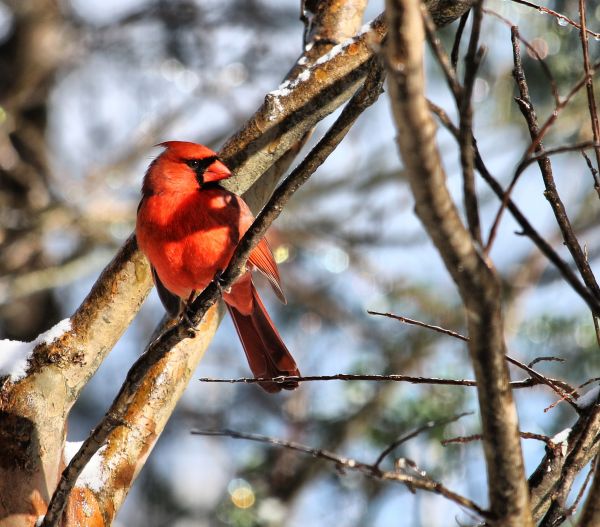 des oiseaux, animaux, la nature, branche, neige, hiver