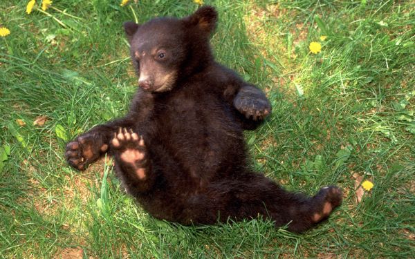 Gras,Tierwelt,Fauna,Braunbär,Lügen,Bär