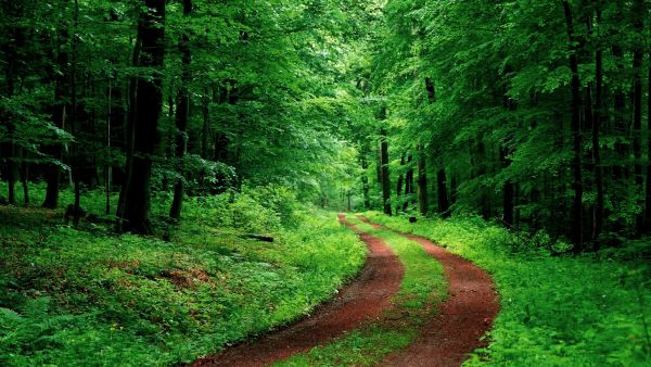 lumière du soleil,forêt,la nature,vert,région sauvage,jungle